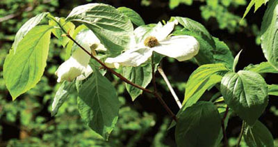 Dogwood